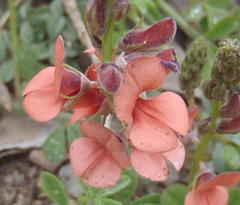 Indigofera porrecta
