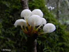 Mycena subulifera