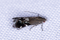 Anacampsis levipedella