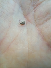 Strophosoma capitatum