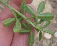 Indigofera porrecta