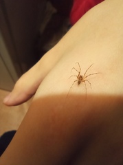 Araneae