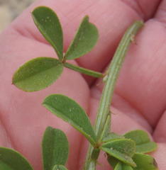 Indigofera porrecta