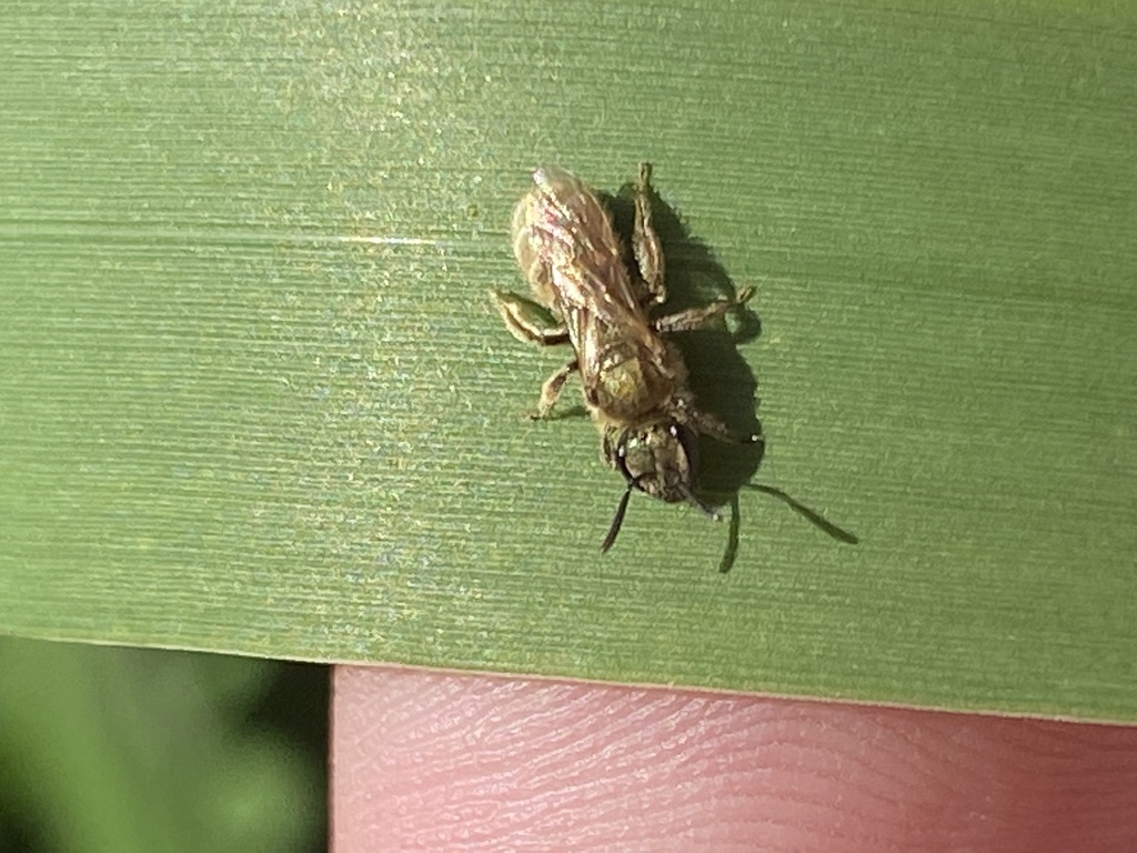 Lasioglossum pilosum from suny college of environmental science and