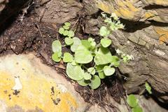 Crassula nemorosa