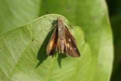 Poanes viator