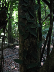 Monstera subpinnata