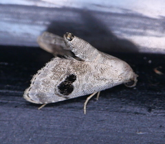 Abablemma duomaculata