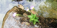 Pinguicula hirtiflora