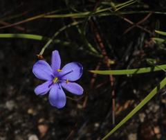 Aristea dichotoma