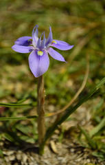 Moraea australis
