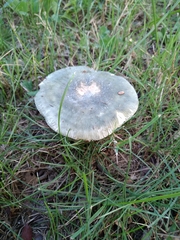 Russula subgraminicolor