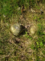 Russula subgraminicolor