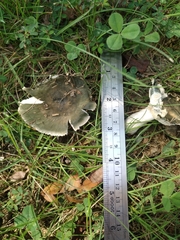 Russula subgraminicolor