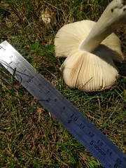Russula subgraminicolor