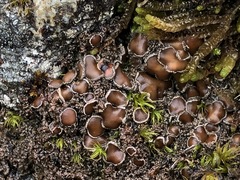 Protopannaria pezizoides