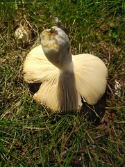 Russula subgraminicolor