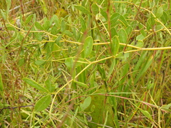 Baptisia alba macrophylla