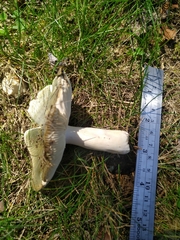 Russula subgraminicolor