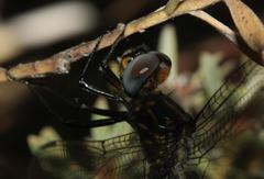 Zygonyx natalensis