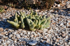 Mesembryanthemum digitatum