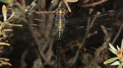 Zygonyx natalensis