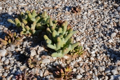 Mesembryanthemum digitatum