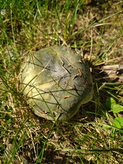 Russula subgraminicolor