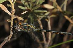 Zygonyx natalensis