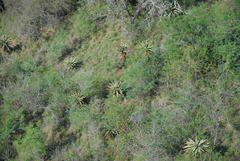 Aloe marlothii marlothii