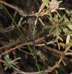 Zygonyx natalensis