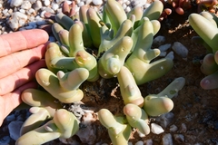 Mesembryanthemum digitatum