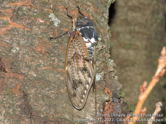 Graptopsaltria nigrofuscata