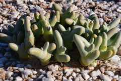 Mesembryanthemum digitatum