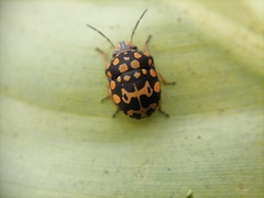 Orsilochides scurrilis