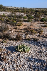 Mesembryanthemum digitatum