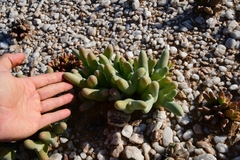 Mesembryanthemum digitatum