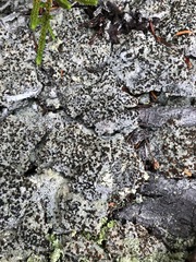 Baeomyces placophyllus