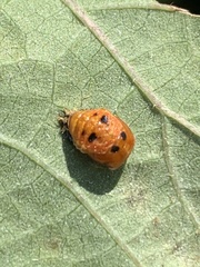 Harmonia axyridis
