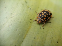 Orsilochides scurrilis