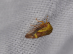 Ophiderma evelyna