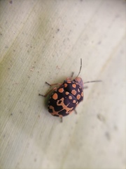 Orsilochides scurrilis