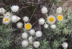 Achyranthemum paniculatum