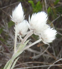 Achyranthemum paniculatum