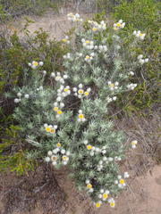 Achyranthemum paniculatum