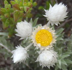 Achyranthemum paniculatum