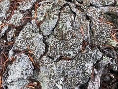 Baeomyces placophyllus