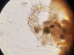 Dissotrocha aculeata