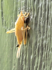 Pyrgocorypha uncinata