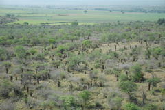 Aloe marlothii marlothii